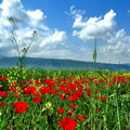 Poppy field