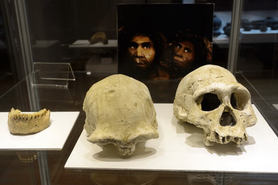 Hominid skulls, Dmanisi Museum