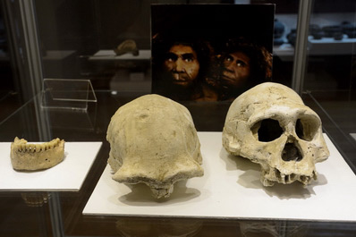 Ancient human skulls