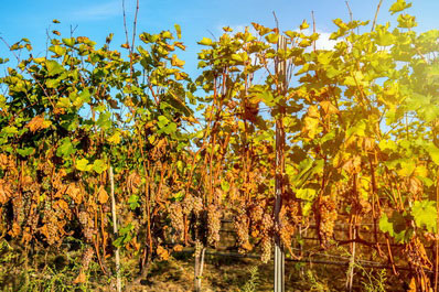 Winery of Kakheti, Georgia