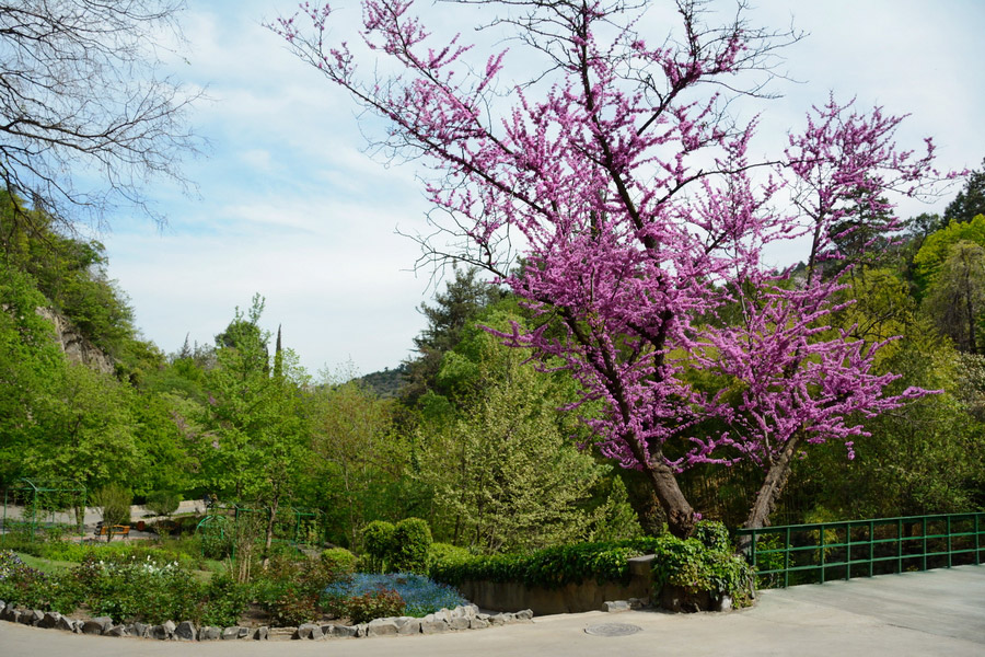 Тбилисский ботанический сад, Грузия