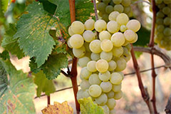 Georgia Wine Tasting Tour