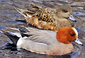 Hunting Waterfow. Wigeon Hunting Waterfow. Wigeon
