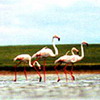 Korgalzhyn Nature Reserve. Kazakhstan Nature