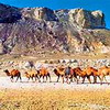 Ustyurt National Biosphere Reserve. Kazakhstan nature