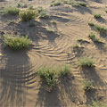 The Jeyran ecocente. Desert The Jeyran ecocente. Desert