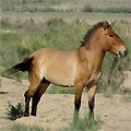 The Jeyran ecocente. Przevalsky's horse The Jeyran ecocente. Przevalsky's horse