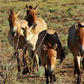 The Jeyran ecocente. Przevalsky's horse The Jeyran ecocente. Przevalsky's horse