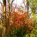 Botanic Garden