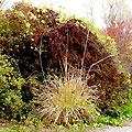 Botanic Garden