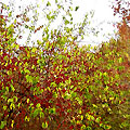 Botanic Garden
