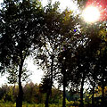 Botanic Garden