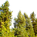 Botanic Garden