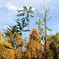 Botanic Garden