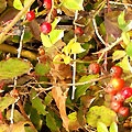 Botanic Garden
