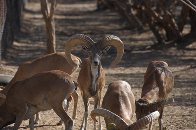 Jeyran Eco-Center, Bukhara