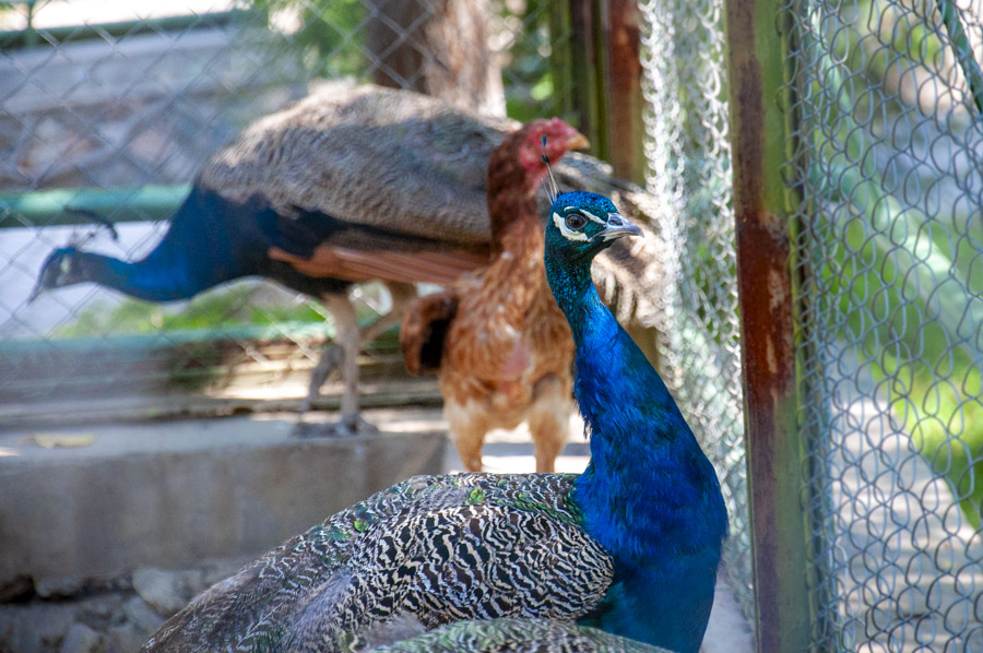 Tashkent Zoo