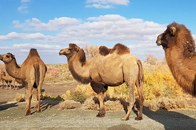 Camels in Muynak