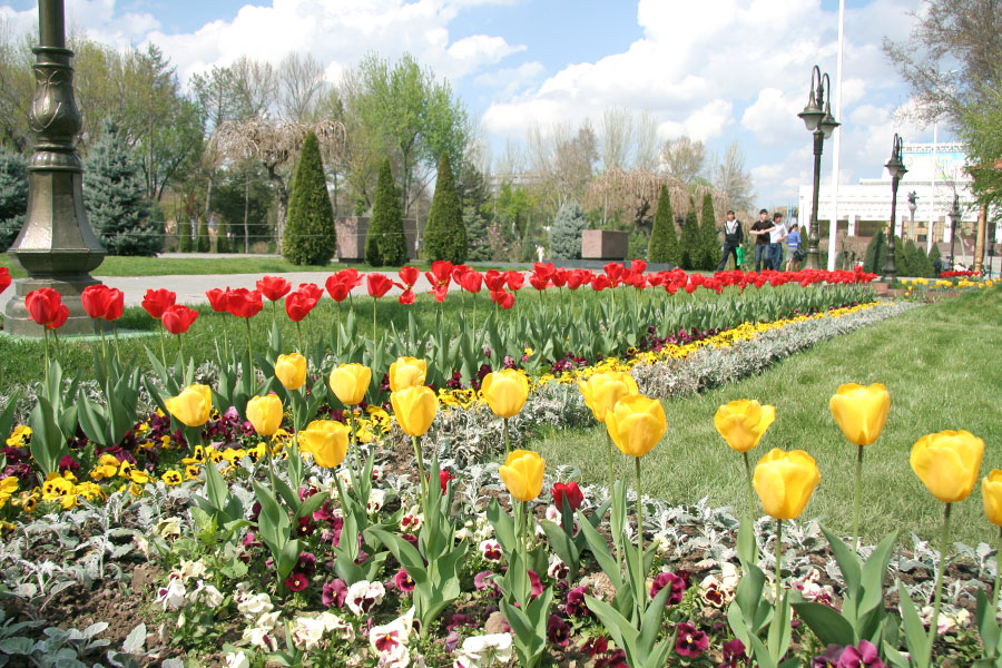 Весна в Ташкенте