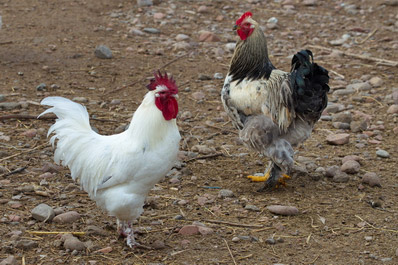 Thoroughbred roosters