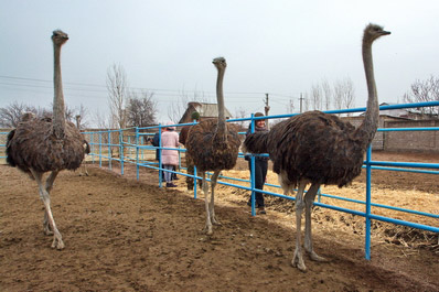 Страусы
