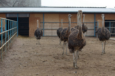 Young ostriches