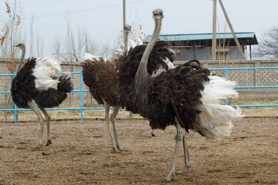 Ostrich Farm Tour from Tashkent