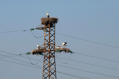 Storks on the Tashkent-Samarkand road