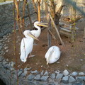 Tashkent Zoo