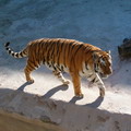 Tashkent Zoo