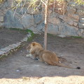 Tashkent Zoo