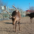 Tashkent Zoo