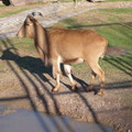 Tashkent Zoo